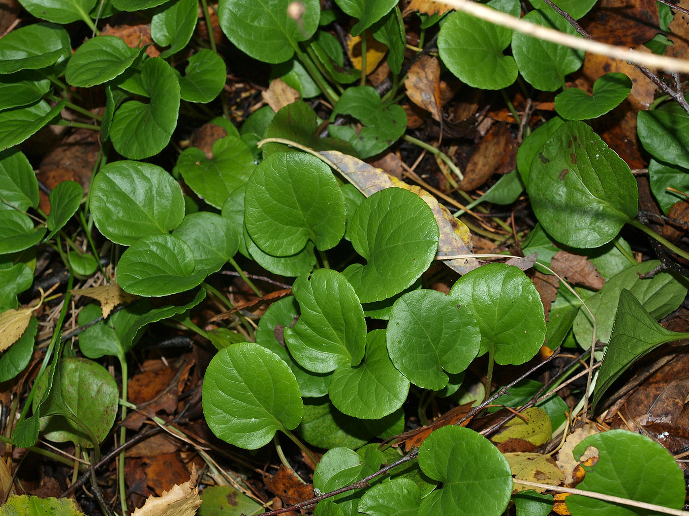 Image of Pyrola rotundifolia specimen.