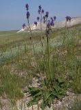 Salvia nutans