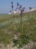 Salvia nutans. Цветущее растение. Волгоградская обл., Клетский р-н, долина р. Большая Голубая. 21 мая 2006 г.