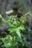 Cirsium oleraceum. Верхушка плодоносящего растения. Тверская обл., Конаковский р-н, ст. Донховка, на зарастающей заболоченной вырубке. 13 октября 2018 г.