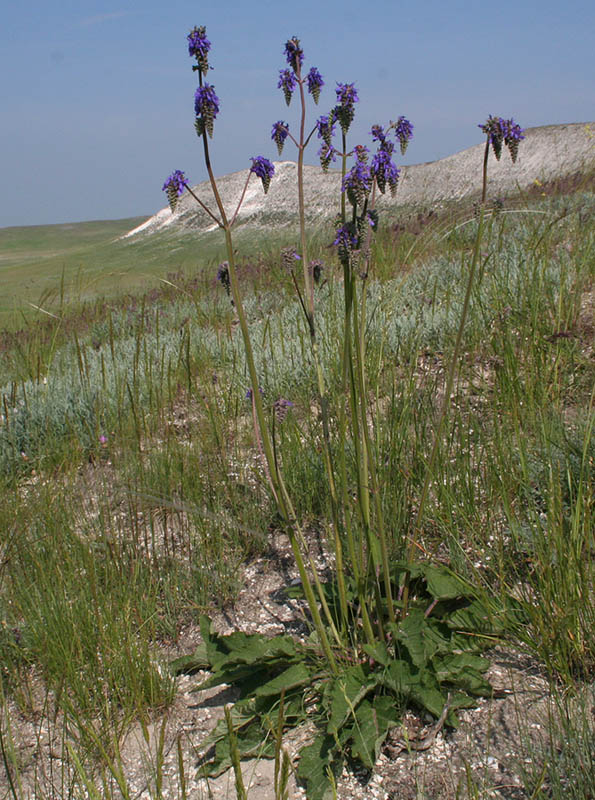 Изображение особи Salvia nutans.