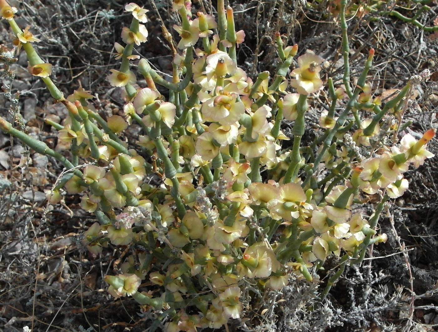 Изображение особи Anabasis truncata.