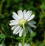 Tripleurospermum inodorum