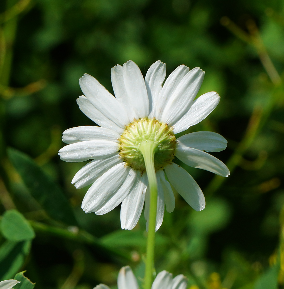 Изображение особи Tripleurospermum inodorum.