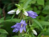 Campanula trachelium. Верхушка растения с цветками и бутонами. Украина, Ивано-Франковская обл., Болеховский горсовет, Поляницкий сельсовет, Поляницкий региональный ландшафтный парк, берег р. Сукель, заросший кустарником луг. 22.07.2018.