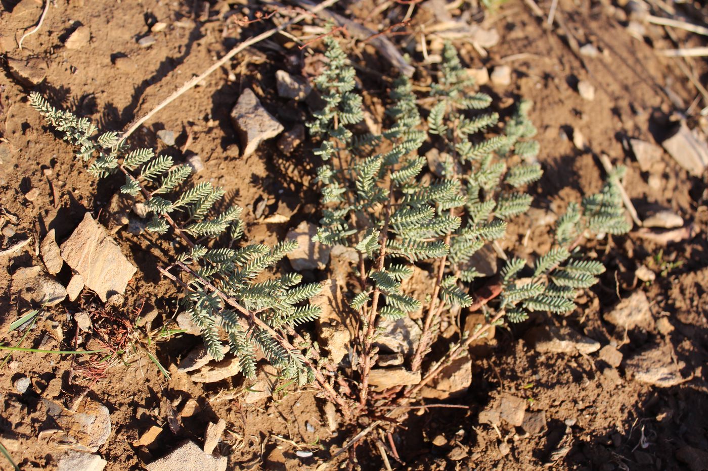 Image of Hypericum scabrum specimen.