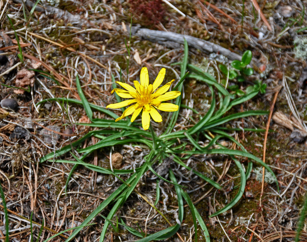 Изображение особи Scorzonera radiata.