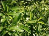 Cerasus fruticosa. Однолетний побег. Удмуртия, Завьяловский р-он, окр. д. Поварёнки. 13 июня 2010 г.