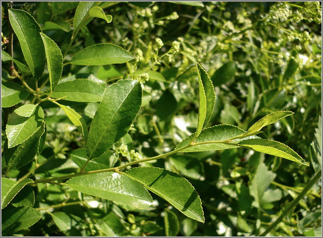 Image of Cerasus fruticosa specimen.