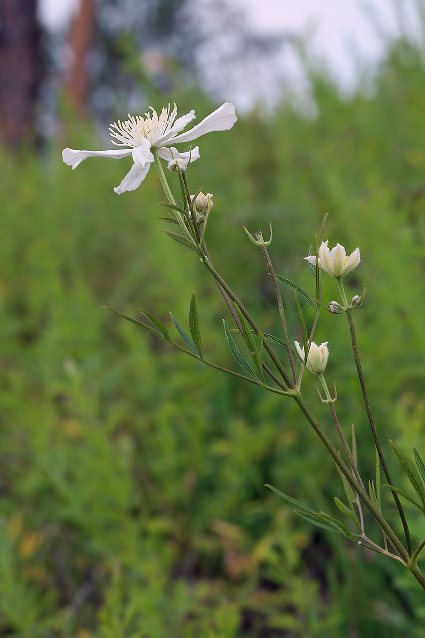 Image of Clematis hexapetala specimen.