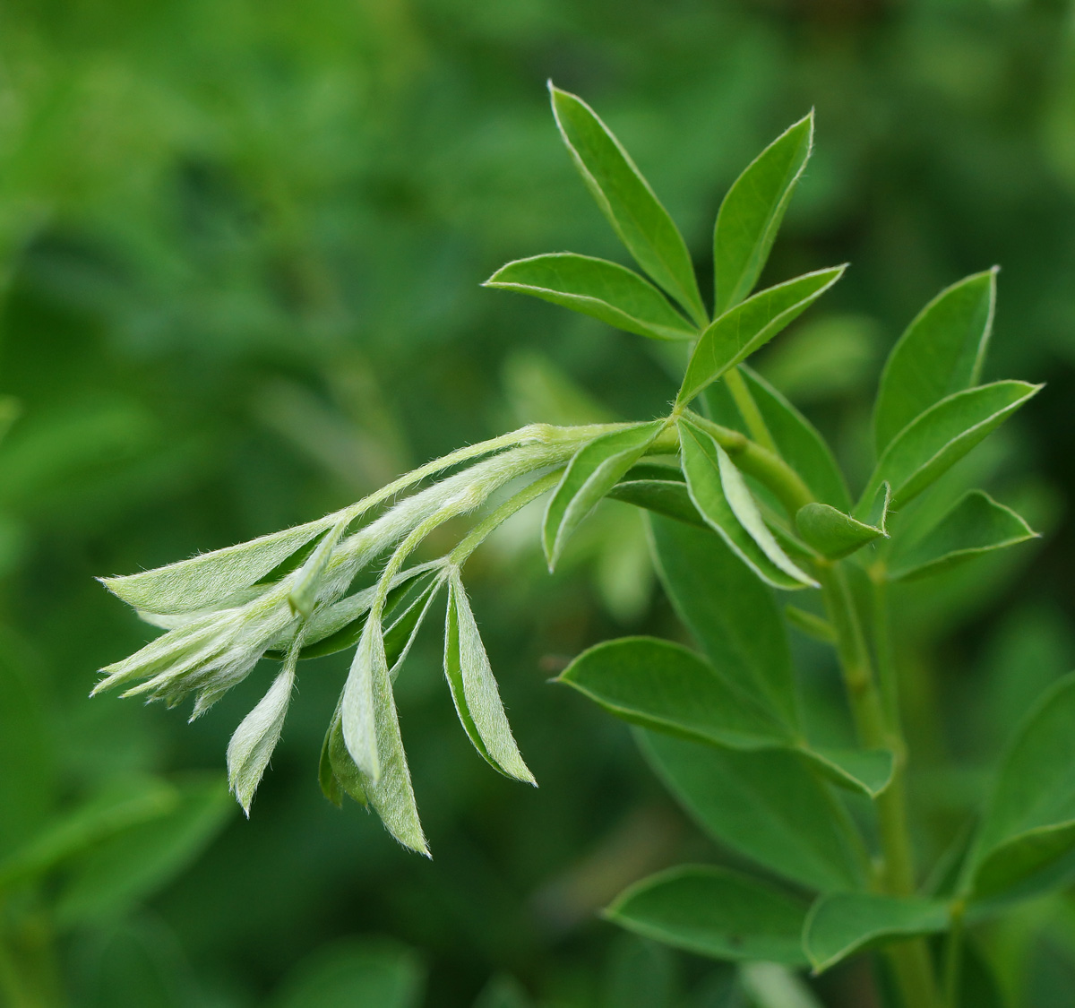 Изображение особи Chamaecytisus ruthenicus.