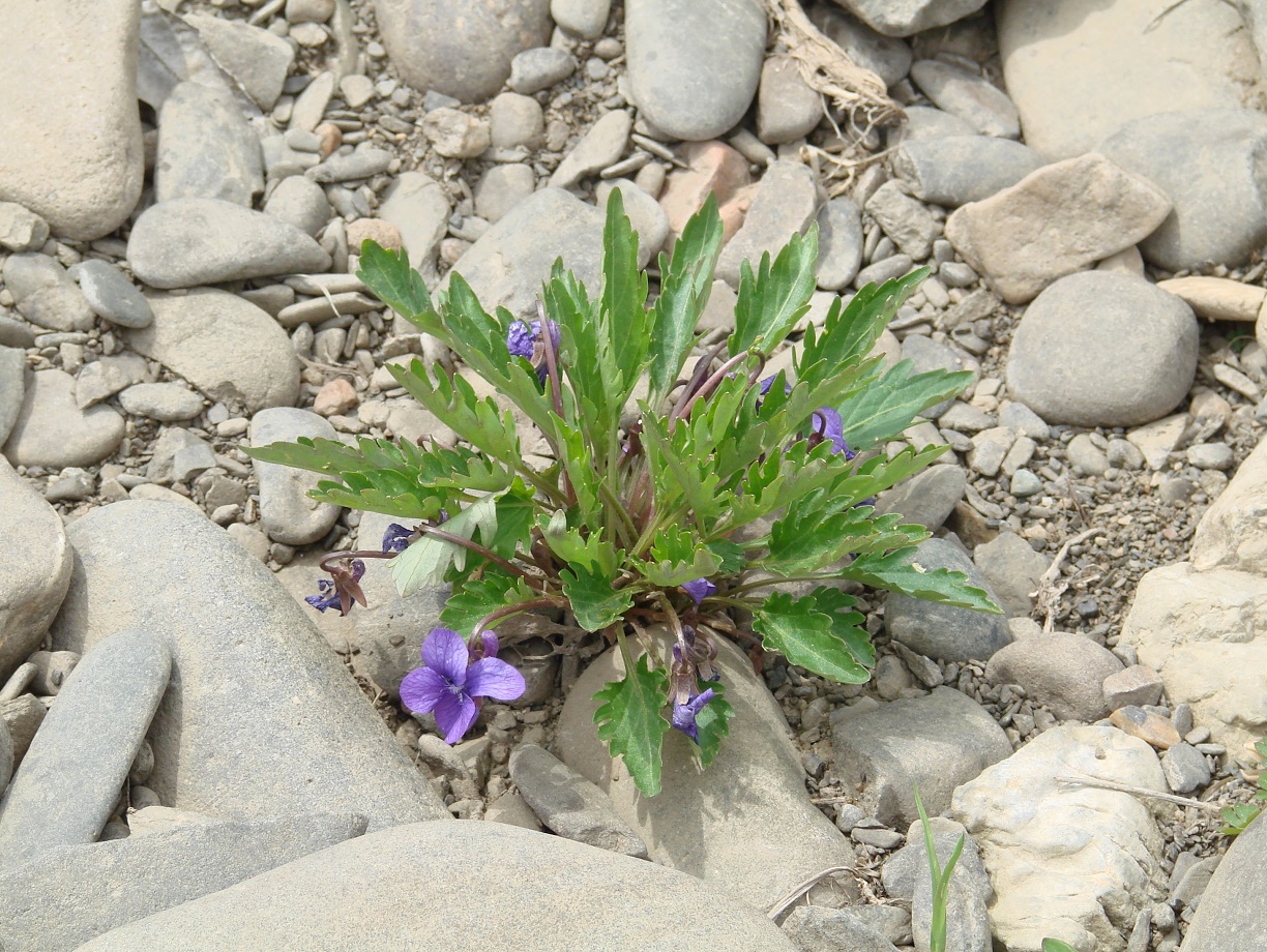 Image of Viola incisa specimen.