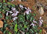 Cyclamen persicum. Цветущие растения. Турция, национальный парк Олимпос-Бейдаглары, мыс Гелидония, каменистый склон на опушке сосняка. 04.01.2019.