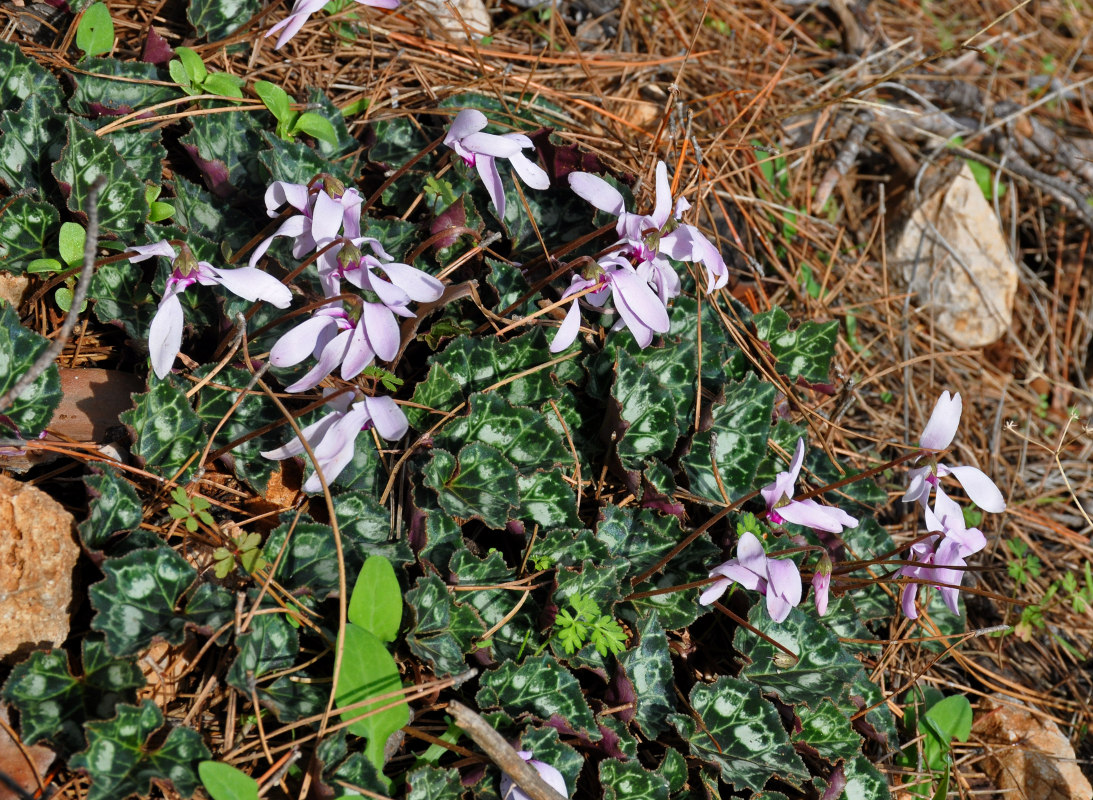 Image of Cyclamen persicum specimen.