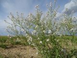 Lepidium ferganense