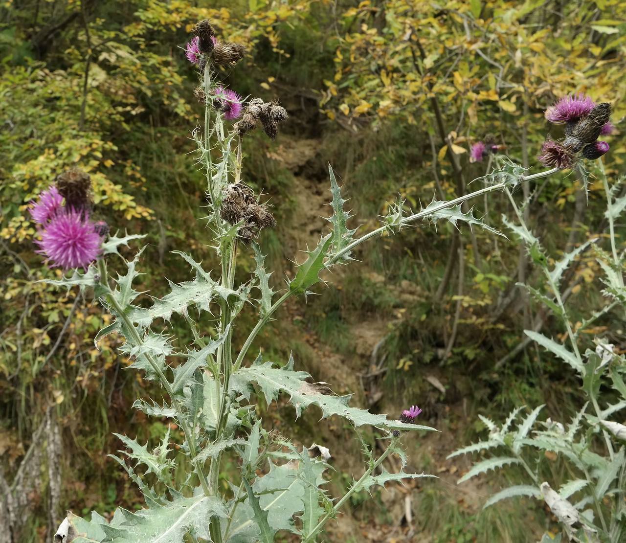 Изображение особи род Cirsium.