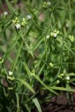 Tradescantia × andersoniana. Побеги с бутонами. Кировская обл., г. Киров, Ботанический сад Вятского государственного университета, в культуре. 29.06.2018.