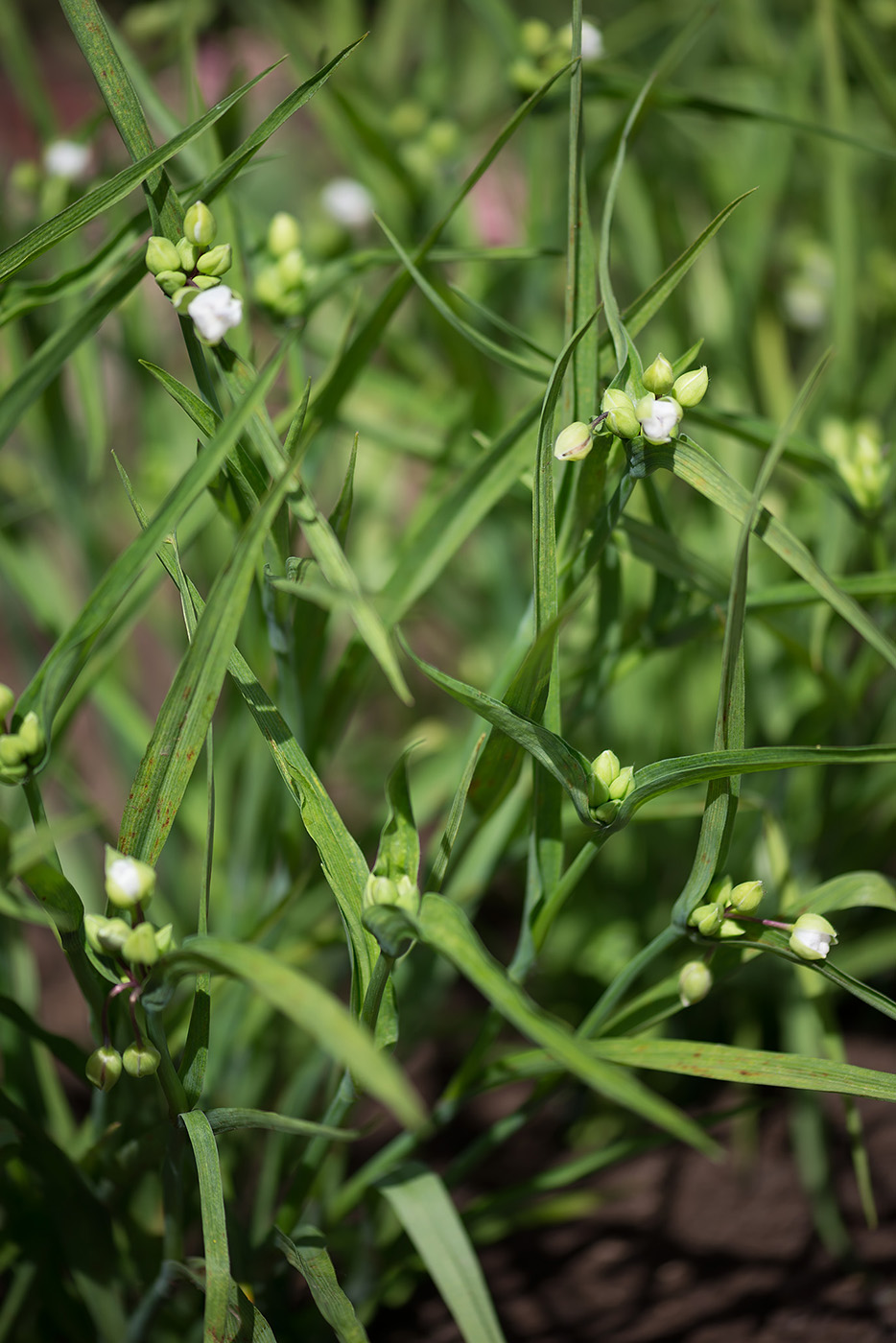 Image of Tradescantia &times; andersoniana specimen.