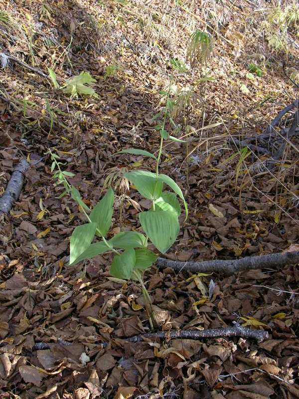 Изображение особи Epipactis papillosa.