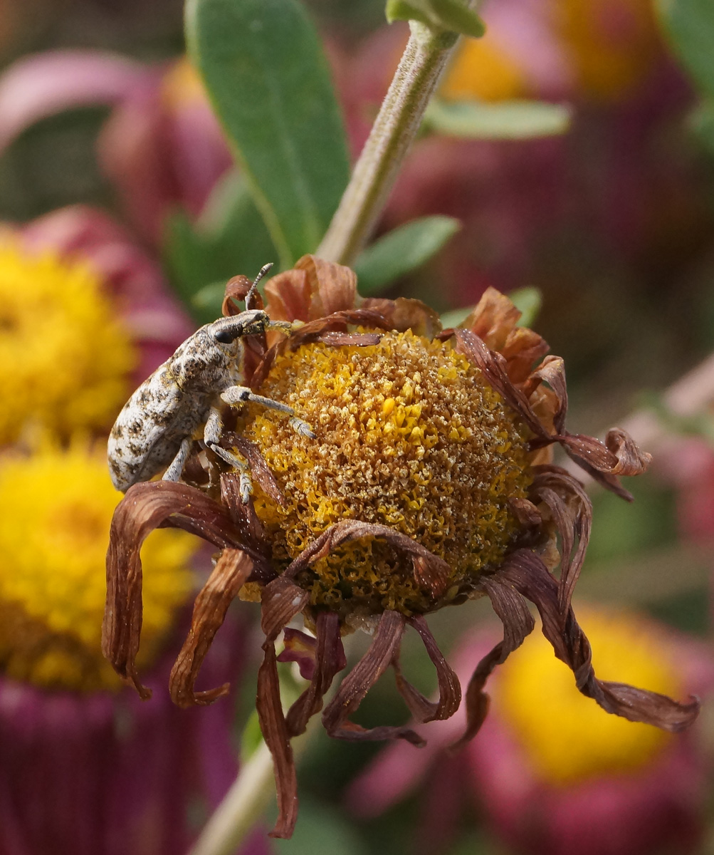 Image of Chrysanthemum indicum specimen.