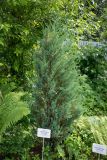 Juniperus scopulorum. Вегетирующее растение ('Blue Arrow'). Кировская обл., г. Киров, Ботанический сад Вятского государственного университета, в культуре. 07.07.2018.