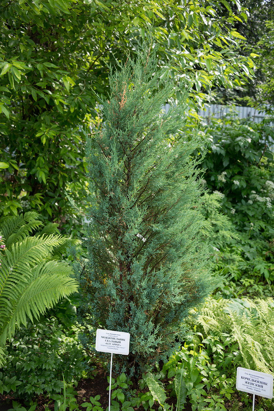 Изображение особи Juniperus scopulorum.