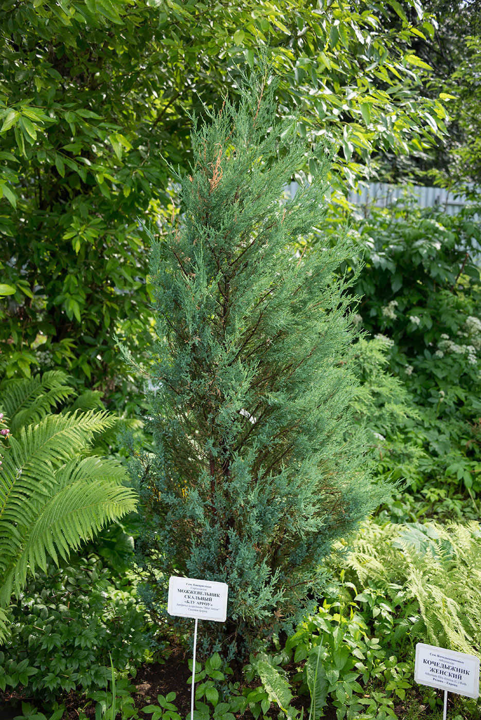 Изображение особи Juniperus scopulorum.