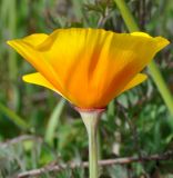 Eschscholzia californica