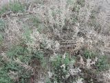 Kalidium juniperinum