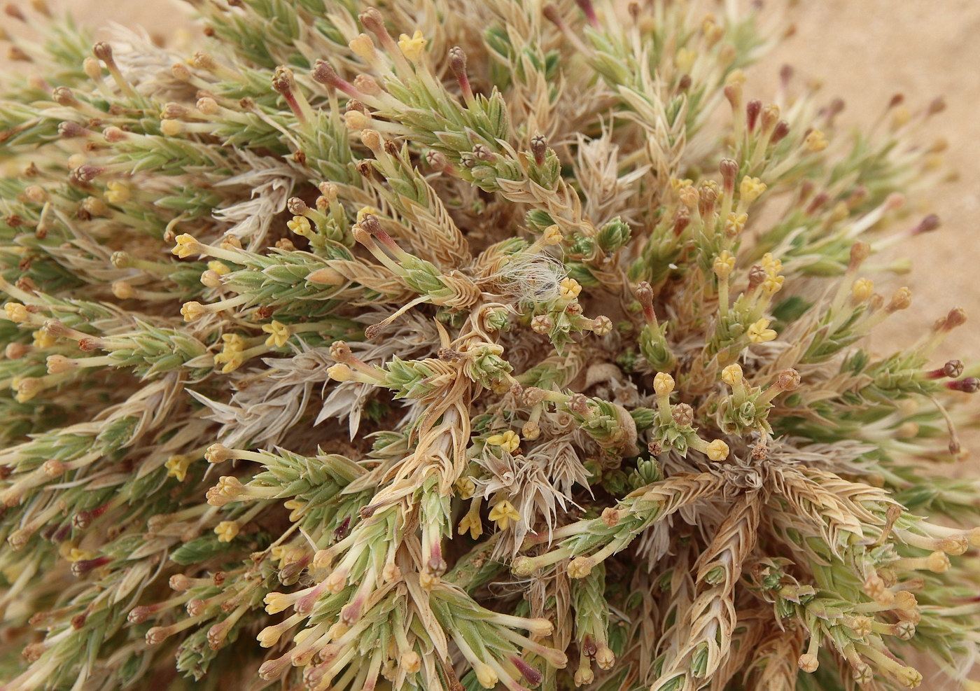 Image of Crucianella maritima specimen.