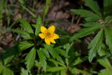 Anemone ranunculoides