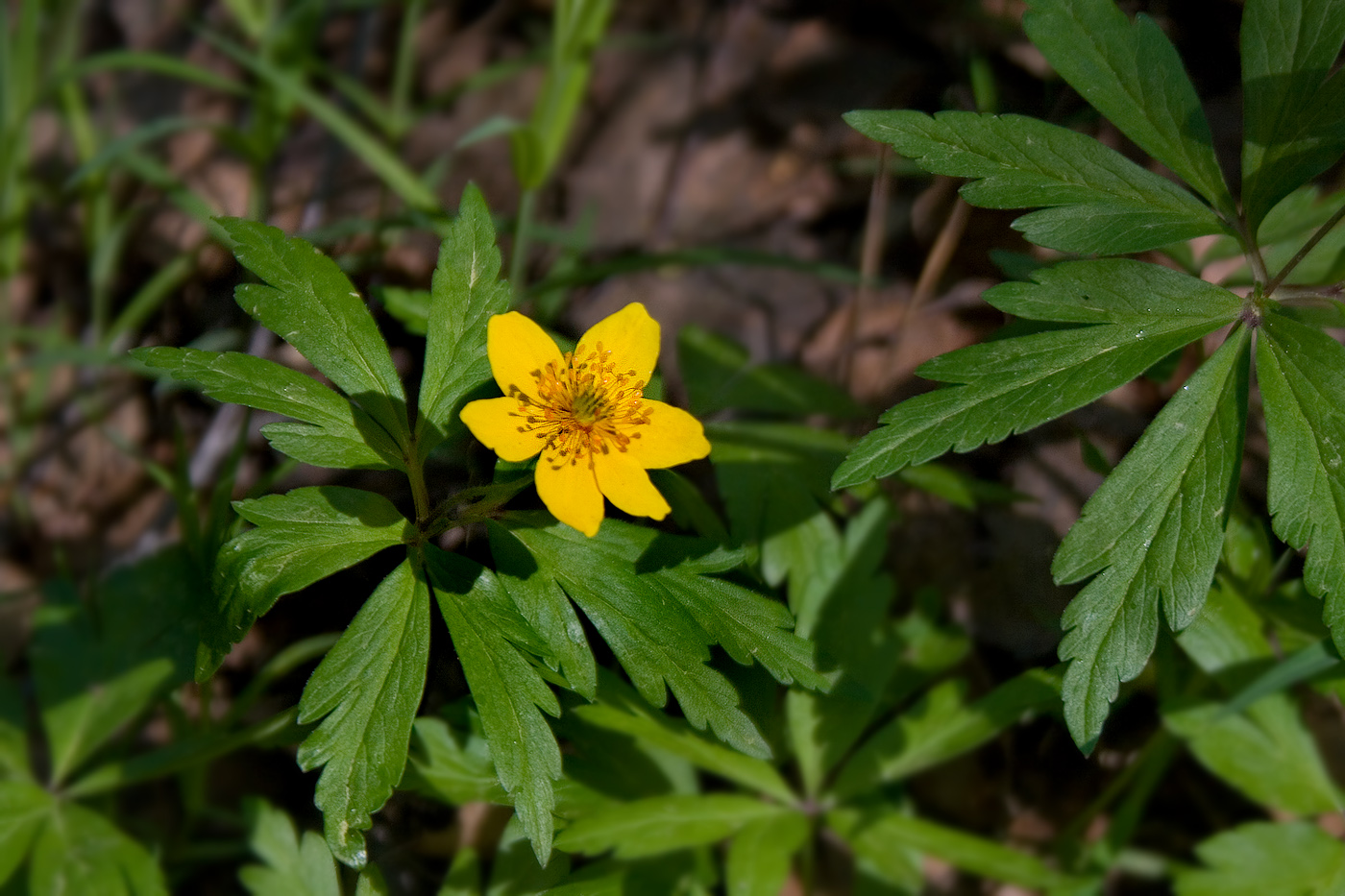 Изображение особи Anemone ranunculoides.