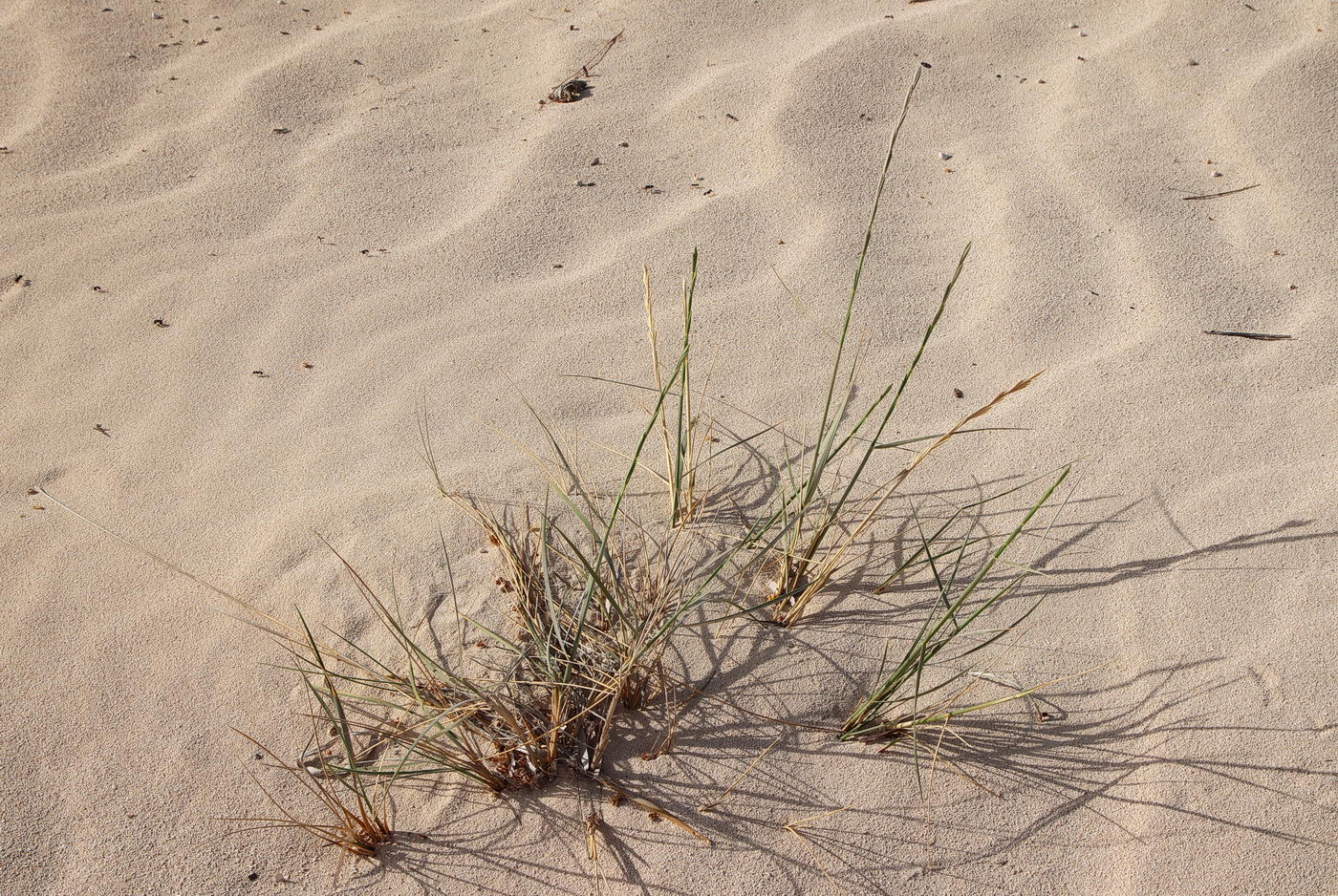 Image of Elytrigia juncea specimen.