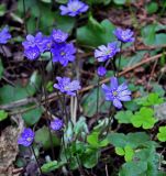 Hepatica nobilis. Цветки. Новгородская обл., оз. Валдай, Руднев (Рябиновый), опушка хвойного леса. 12.05.2019.