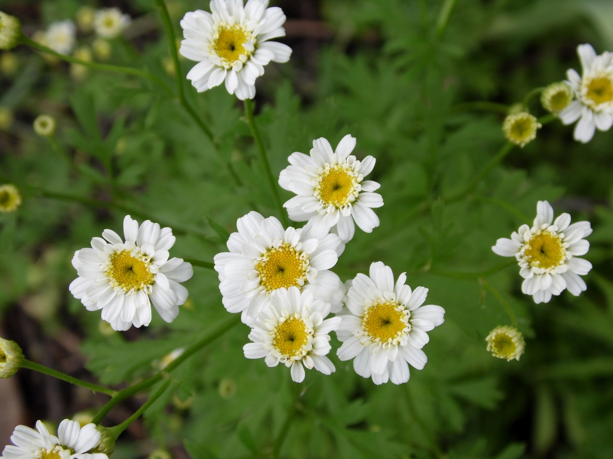 Image of Pyrethrum parthenium specimen.