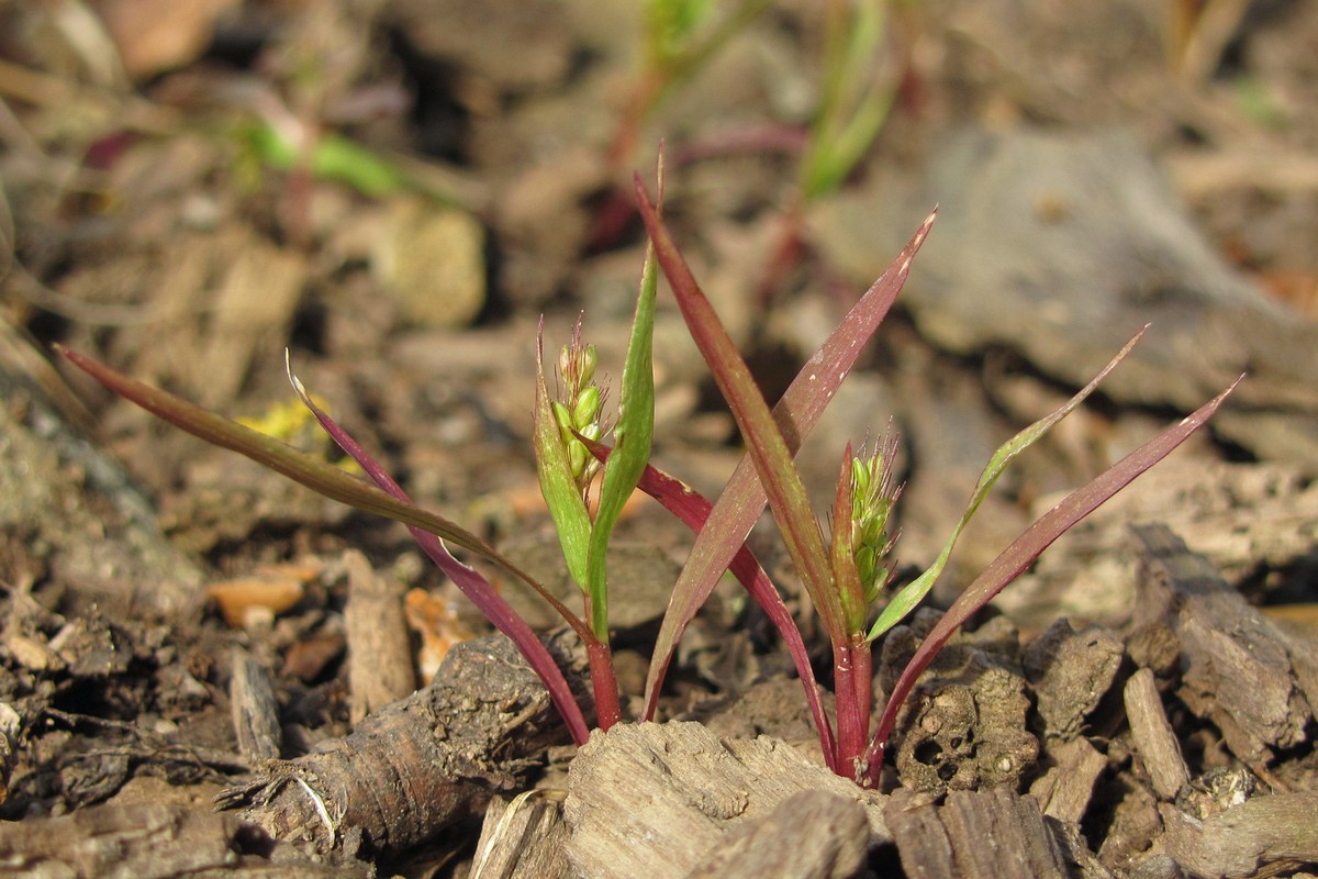 Image of Setaria viridis specimen.