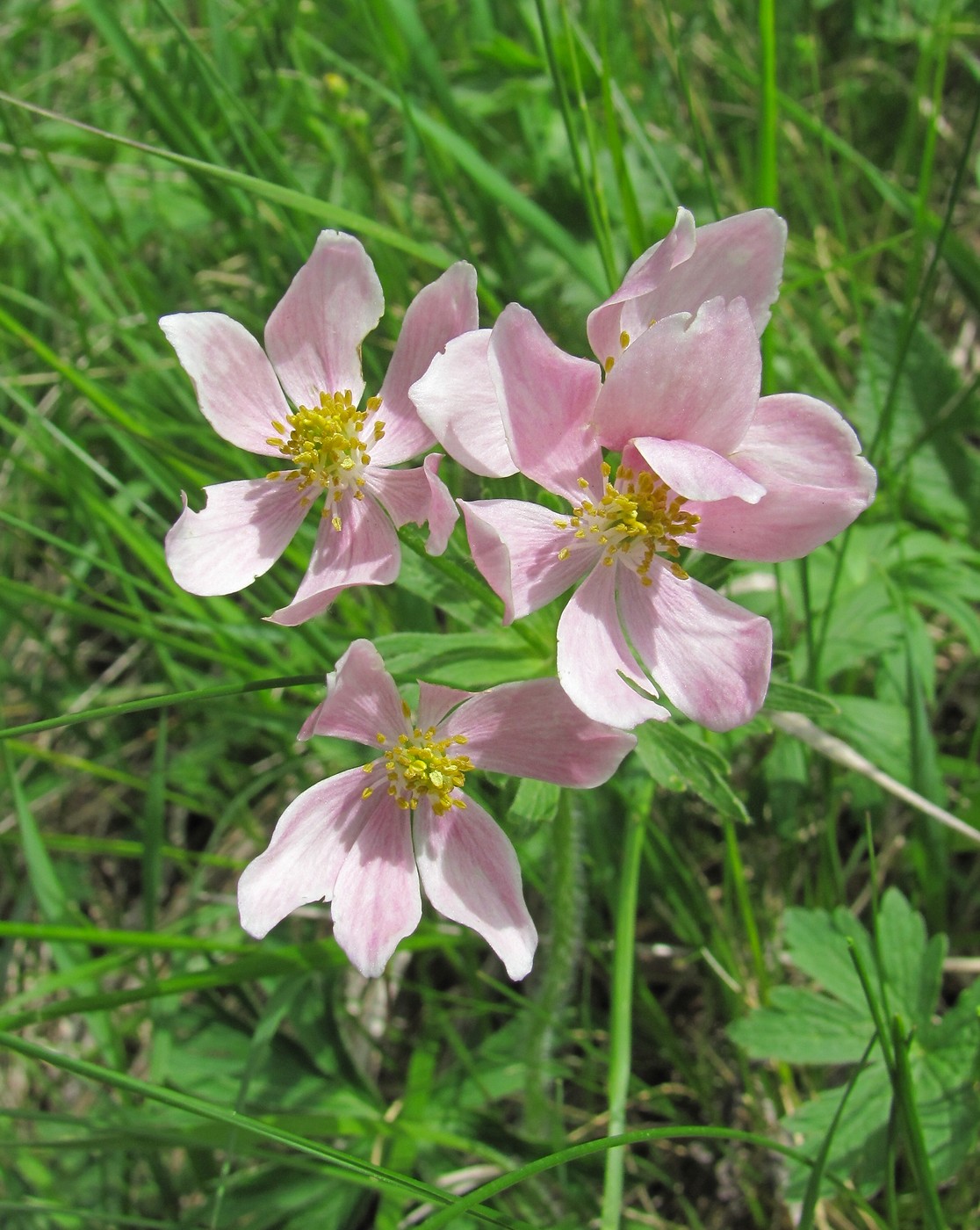 Изображение особи Anemonastrum fasciculatum.