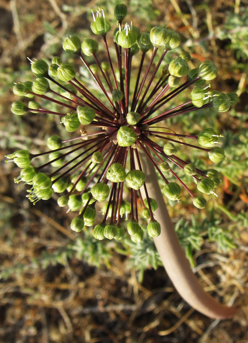 Image of Allium sabulosum specimen.