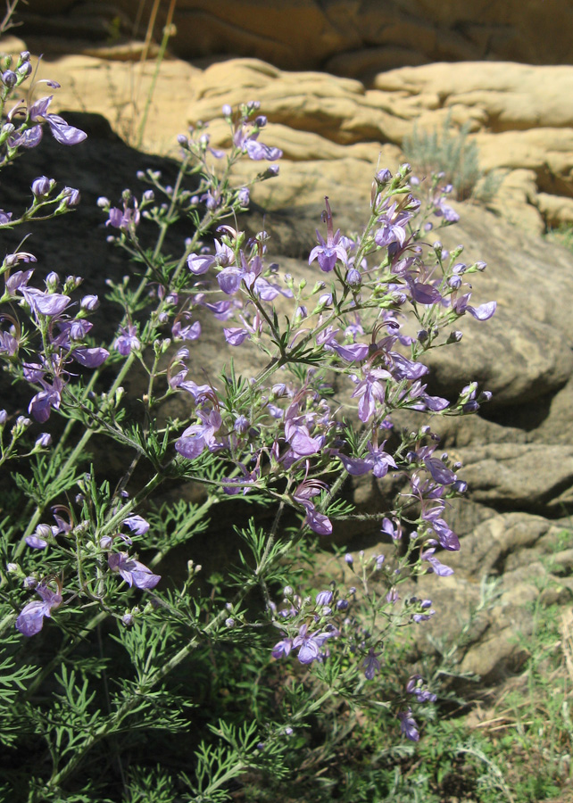 Изображение особи Teucrium orientale.