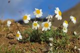 Anthemis iberica. Цветущие растения. Кабардино-Балкария, Эльбрусский р-н, окр. оз. Сылтранкёль, высота ок. 3150 м н.у.м., каменистый альпийский луг. 05.08.2019.