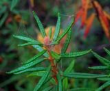 Ledum palustre