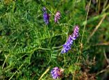 Vicia cracca. Верхушка побега с соцветием. Челябинская обл., Аргаяшский р-н, берег оз. Увильды, луг. 04.08.2019.