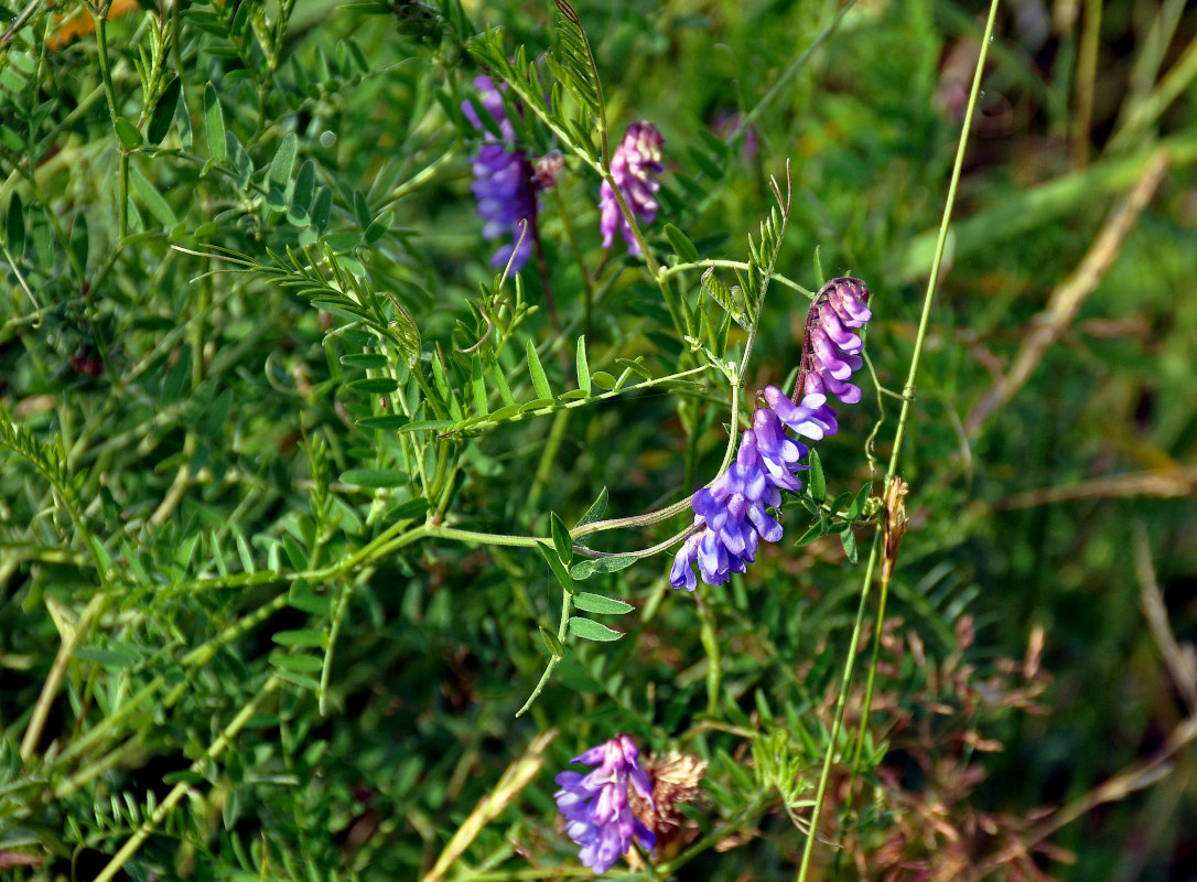 Изображение особи Vicia cracca.