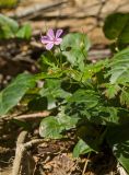 Geranium robertianum. Верхушка побега с цветком и бутоном. Краснодарский край, МО город-курорт Сочи, Адлерский р-н, Краснополянский поселковый округ, южный склон хр. Аибга, долина р. Менделиха, 1470 м н.у.м. 5 октября 2019 г.