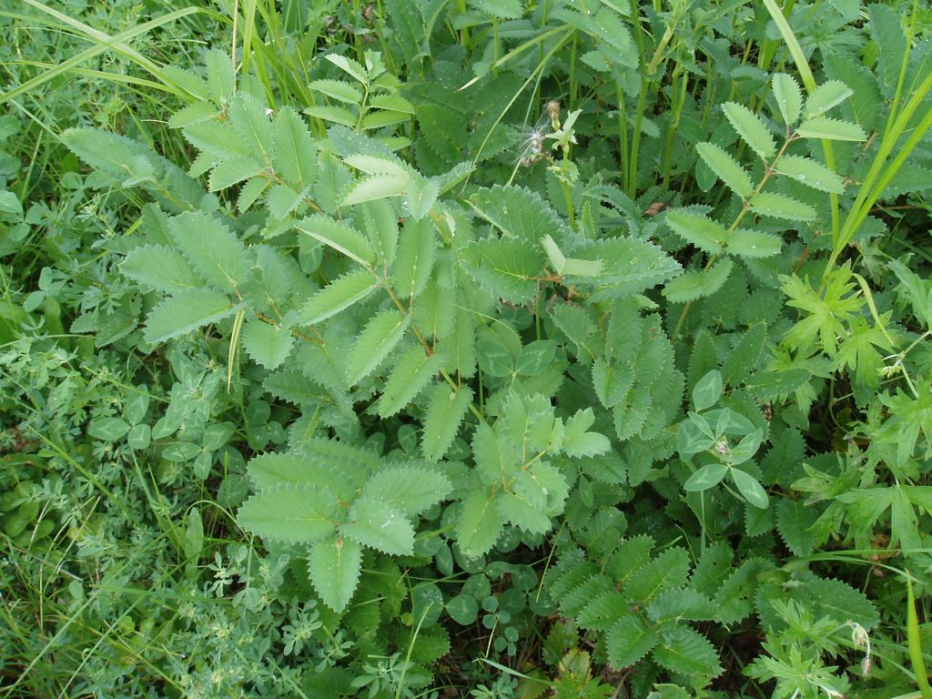 Image of Sanguisorba officinalis specimen.