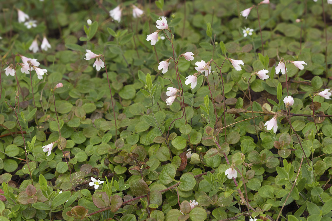 Image of Linnaea borealis specimen.
