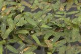 Persicaria amphibia