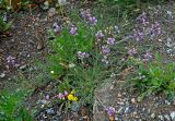 Oxytropis teres