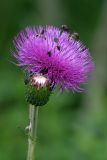 Cirsium heterophyllum. Развивающееся и цветущее соцветия с кормящимися мухами. Карельский перешеек, окр. Сертолово, на просеке газопровода. 26.06.2019.