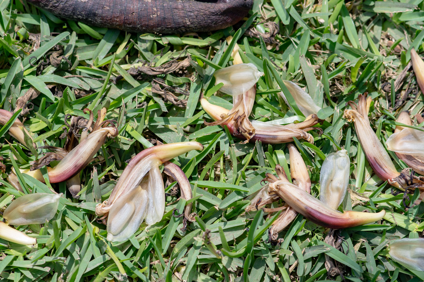 Image of Musa &times; paradisiaca specimen.